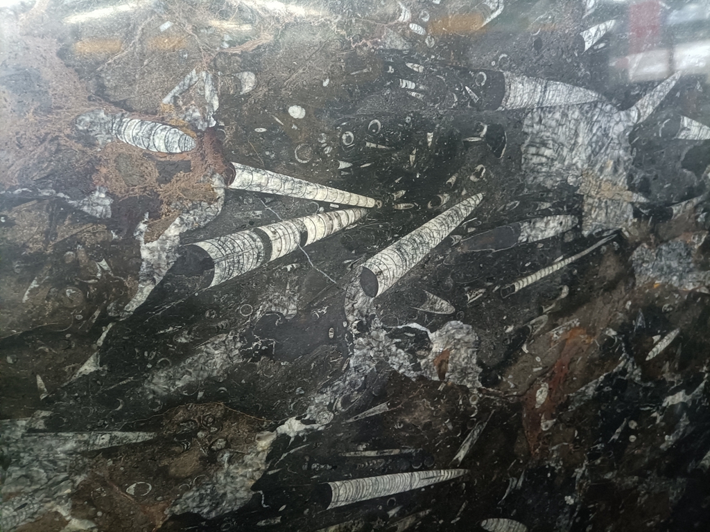 Fossil Black Brown Marble Morocco Black Marble Slabs